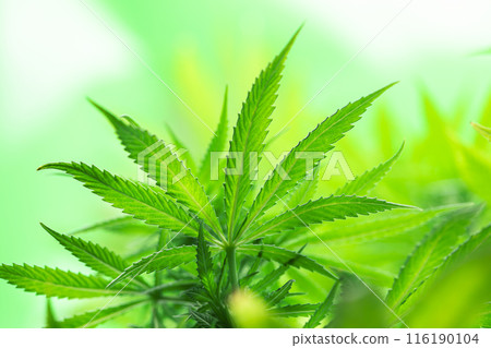 Weed medicine leaf, Grow indica flowering, Cannabis plant, Marijuana 116190104