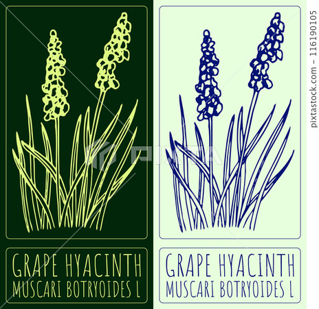 Vector drawing GRAPE HYACINTH. Hand drawn illustration. The Latin name is MUSCARI BOTRYOIDES L Vector drawing GRAPE HYACINTH. Hand drawn illustration. The Latin name is MUSCARI BOTRYOIDES L 116190105