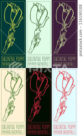 Set of vector drawing ORIENTAL POPPY in various colors. Hand drawn illustration. The Latin name is PAPAVER ORIENTALE L Set of vector drawing ORIENTAL POPPY in various colors. Hand drawn illustration. The Latin name is PAPAVER ORIENTALE L 116190108