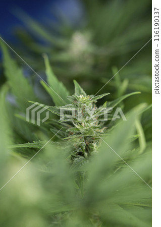 Marijuana plant, medical marijuana concept 116190137