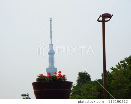 Tokyo Tachikiba Park, Skytree and flowers 116190212