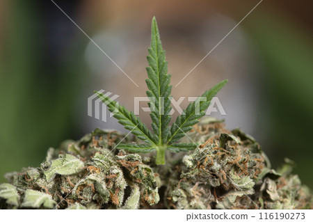 Cannabis leaves and Top view of marijuana, weed 116190273