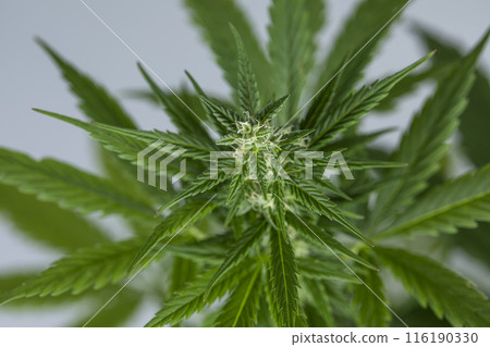 Cannabis leaf and marijuana plant. medical marijuana cannabis 116190330