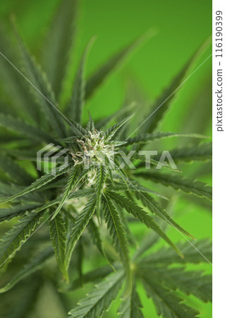 Cannabis leaf and marijuana plant. medical marijuana cannabis Cannabis leaf and marijuana plant. medical marijuana cannabis 116190399