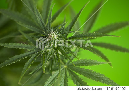 Marijuana plant with medical cannabis, cbd 116190402
