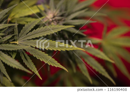 Weed medicine leaf, Grow indica flowering, Cannabis plant, Marijuana 116190408
