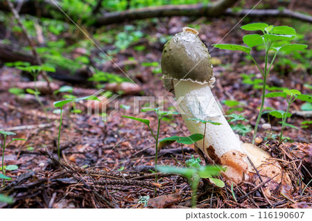 Common stinkhorn, Phallus impudicus. Genus Phallus stinkhorns foul scented mushroom Common stinkhorn, Phallus impudicus. Genus Phallus stinkhorns foul scented mushroom 116190607