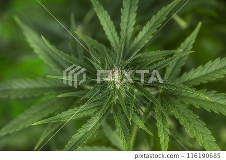 Weed medicine leaf, Grow indica flowering, Cannabis plant, Marijuana Weed medicine leaf, Grow indica flowering, Cannabis plant, Marijuana 116190685