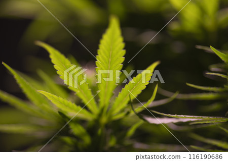 Close up view of green marijuana plant Close up view of green marijuana plant 116190686
