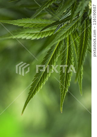 Cannabis leaf and marijuana plant. medical marijuana cannabis 116190687