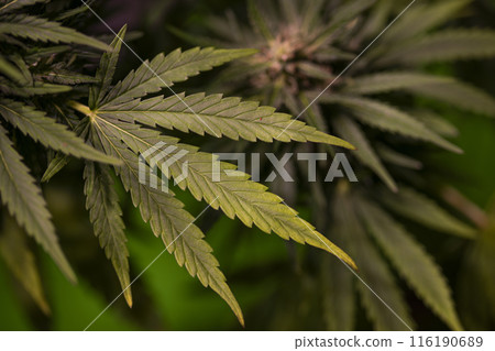 Weed medicine leaf, Grow indica flowering, Cannabis plant, Marijuana 116190689