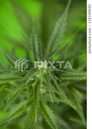 Marijuana plant with medical cannabis, cbd 116190692