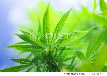 Cannabis leaf and marijuana plant. medical marijuana cannabis 116190733