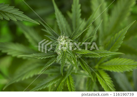 Weed medicine leaf, Grow indica flowering, Cannabis plant, Marijuana 116190739