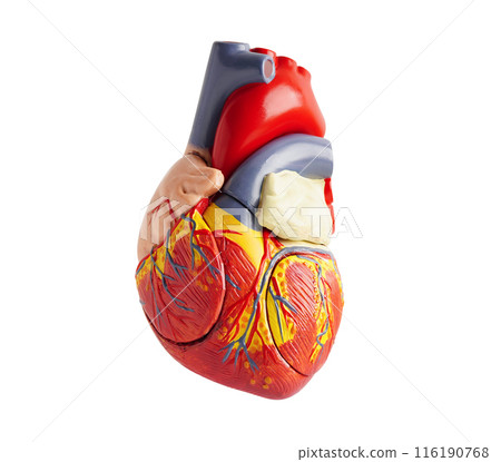 Model of the human heart isolated on white background with clipping path, Cardiovascular disease CVD. Model of the human heart isolated on white background with clipping path, Cardiovascular disease CVD. 116190768