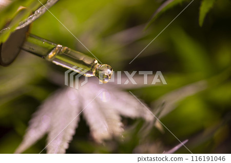 Oil cbd in a glass bottle, with a pipette, Medical marijuana concept 116191046