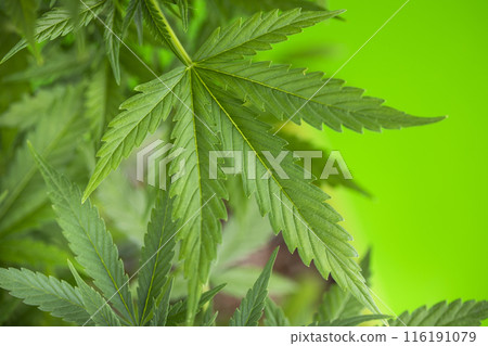 Cannabis leaf and marijuana plant. medical marijuana cannabis 116191079