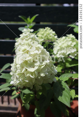 Summer hydrangea flowers blooming in the garden Summer hydrangea flowers blooming in the garden 116191152