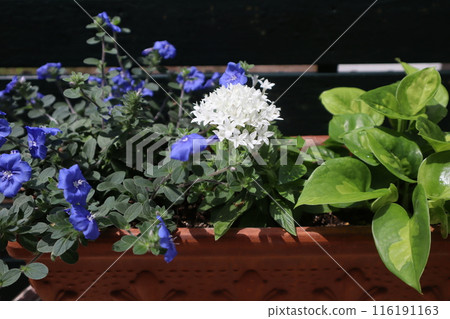 Evolvulus 與 Pentas 混植 116191163