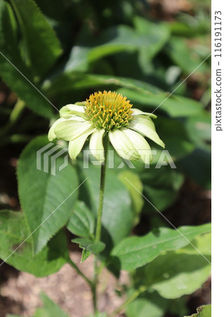 開花在花圃裡的綠色紫錐菊 開花在花圃裡的綠色紫錐菊 116191173