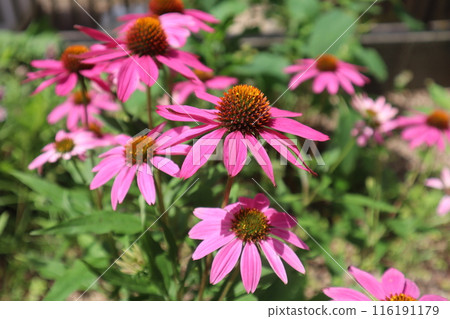 盛開在夏季花壇的粉紅色紫錐菊 盛開在夏季花壇的粉紅色紫錐菊 116191179