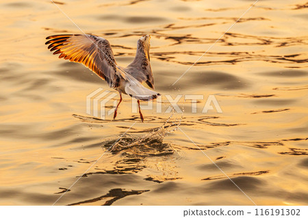 Beautiful sunset and big boat on the sea at Bangpu , Samutprakarn, Thailand. 116191302