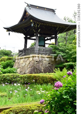 The bell tower of Shokakuji Temple and hydrangeas in full bloom in Tsuzuki Ward, Yokohama City 116191360