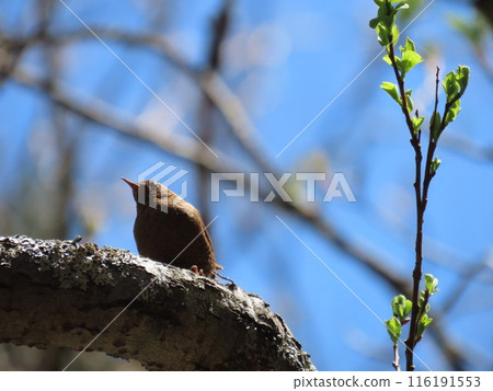 A wild bird called a wren found near the Subashiri 5th Station of Mt. Fuji A wild bird called a wren found near the Subashiri 5th Station of Mt. Fuji 116191553