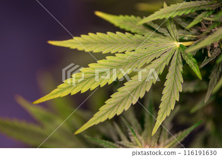 Marijuana plant, medical marijuana concept Marijuana plant, medical marijuana concept 116191630
