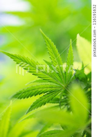 Weed medicine leaf, Grow indica flowering, Cannabis plant, Marijuana 116191632