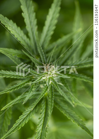 Cannabis leaf and marijuana plant. medical marijuana cannabis 116191647