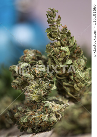 Marijuana, cbd concept, cannabis bud and weed Marijuana, cbd concept, cannabis bud and weed 116191660