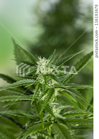 Cannabis leaf and marijuana plant. medical marijuana cannabis 116191678