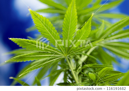 Close up view of green marijuana plant Close up view of green marijuana plant 116191682