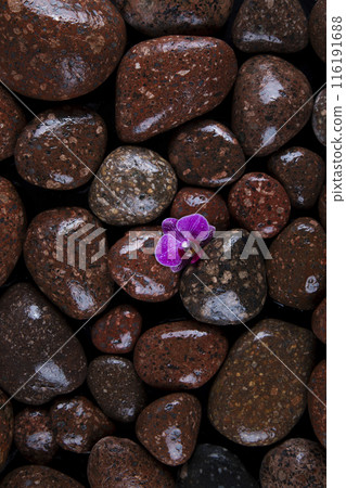 Spa stones and purple flowers, orchid 116191688