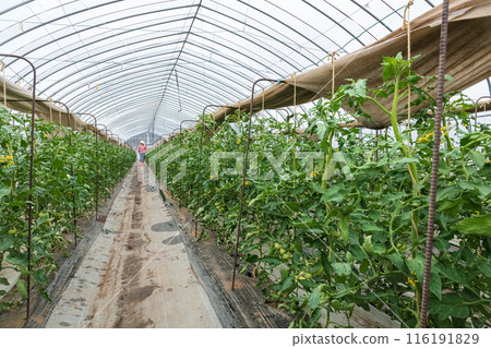 woman doing farm work woman doing farm work 116191829