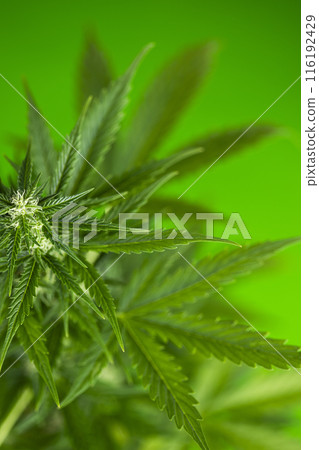 Green cannabis flowers, Weed medicine leaf, Marijuana 116192429