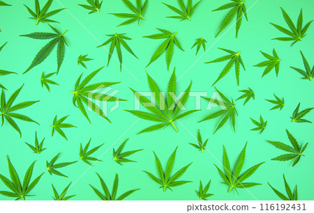 Hemp oil and cannabis leaves on light background 116192431