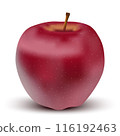 Vector drawing of set realistic red apple. 116192463