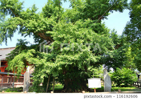 The power spot of Yahata, Ichihara City, Chiba Prefecture: The couple ginkgo tree at Iikaoka Hachimangu Shrine The power spot of Yahata, Ichihara City, Chiba Prefecture: The couple ginkgo tree at Iikaoka Hachimangu Shrine 116192606