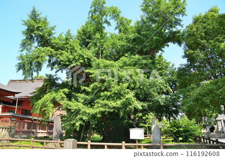 The power spot of Yahata, Ichihara City, Chiba Prefecture: The couple ginkgo tree at Iikaoka Hachimangu Shrine 116192608