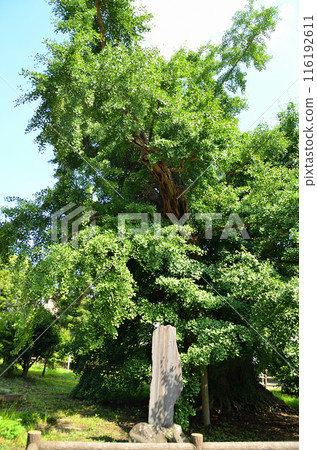 The power spot of Yahata, Ichihara City, Chiba Prefecture: The couple ginkgo tree at Iikaoka Hachimangu Shrine The power spot of Yahata, Ichihara City, Chiba Prefecture: The couple ginkgo tree at Iikaoka Hachimangu Shrine 116192611