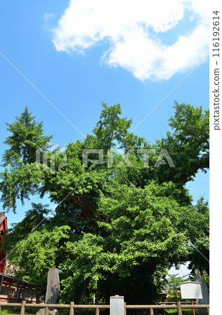 The power spot of Yahata, Ichihara City, Chiba Prefecture: The couple ginkgo tree at Iikaoka Hachimangu Shrine The power spot of Yahata, Ichihara City, Chiba Prefecture: The couple ginkgo tree at Iikaoka Hachimangu Shrine 116192614