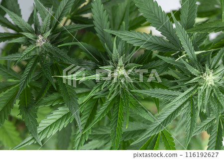 Cannabis leaves, Hemp medical plant, Marijuana 116192627