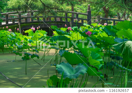 Tsuruma Park, lotus flowers in Kocho-ga-ike Pond (Nagoya City, Aichi Prefecture) Tsuruma Park, lotus flowers in Kocho-ga-ike Pond (Nagoya City, Aichi Prefecture) 116192657
