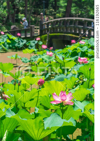 Tsuruma Park, lotus flowers in Kocho-ga-ike Pond (Nagoya City, Aichi Prefecture) Tsuruma Park, lotus flowers in Kocho-ga-ike Pond (Nagoya City, Aichi Prefecture) 116192665