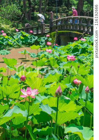 鶴舞公園、小長池的蓮花(愛知縣名古屋市) 鶴舞公園、小長池的蓮花(愛知縣名古屋市) 116192666