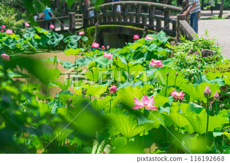 鶴舞公園、小長池的蓮花（愛知縣名古屋市） 116192668