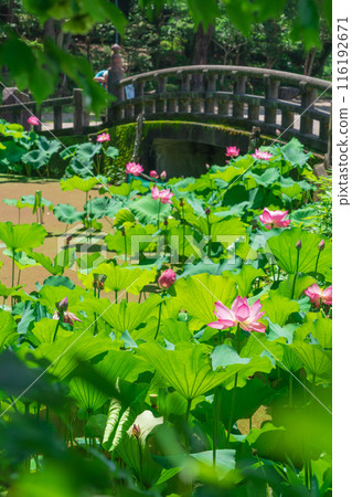 Tsuruma Park, lotus flowers in Kocho-ga-ike Pond (Nagoya City, Aichi Prefecture) Tsuruma Park, lotus flowers in Kocho-ga-ike Pond (Nagoya City, Aichi Prefecture) 116192671