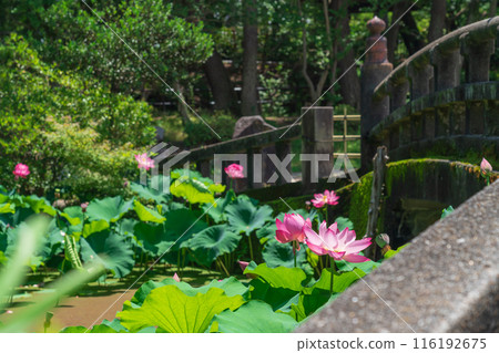 鶴舞公園、小長池的蓮花（愛知縣名古屋市） 116192675